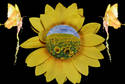 Sunflower Fairies