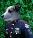 Canine Corps