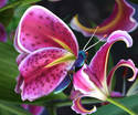 Papilionidae Lilae