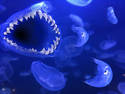 Great white jellyfish