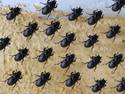 Beetle migration (Gif)