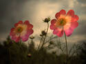 Flower is always flower