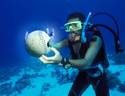 deepwater ballfish found