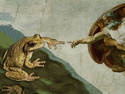 Creation of Frogam