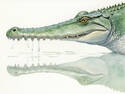 Croc