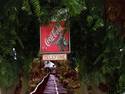 Jungle CocaCola Telefone