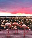 Flamingo Bay