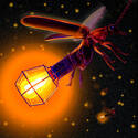 fireflies