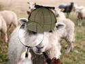 Sheeplock Holmes