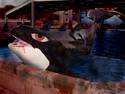 Real Killer Whale