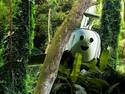 Happy Plane in forest