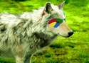 wolf makeover