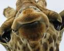 Giraffe Kiss!!