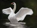 Swan 2
