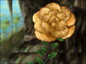 Fungi Rose.