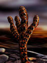 Cactuspillar