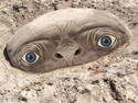 E.T. Sand Dune Avalanche