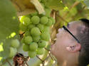 Hybrid grapes