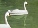 Swan boats - updated