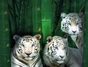 Three White Tigers