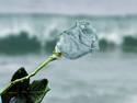 Water Rose