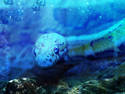 Underwater Snake