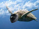 SkyDiving Turtle