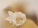Camellia corsage