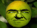 Pugnacious Lemon