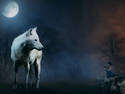 Wolf Documentary