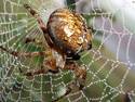 Wet spider for a wet net