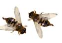 Bee Dancers (GIF)