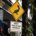 Wet Pelican World