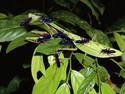 Mantis vs Blue Ants(upd)
