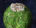 Planet Rabbit