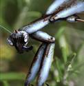 Mantis Menace