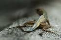 Leafy Anole
