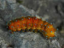 fried caterpillar