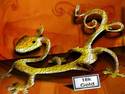 Gold Salamander