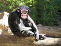 Happy old chimp