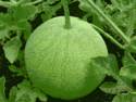Melon Bomb (GIF)