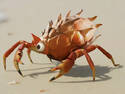 Mr. Krabs