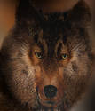 Wolf (ud)