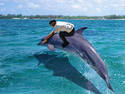 Dolphin Stun