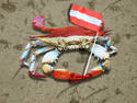 Austria Red Crab