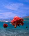 Underwater Flower