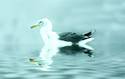 Gull swimming