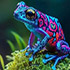 adaptfrog