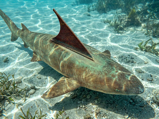 Sundial shark