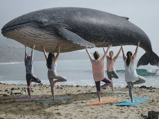 Whale Yoga